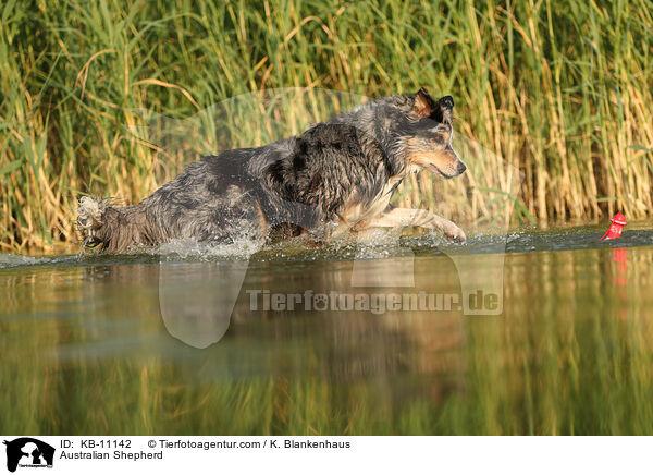 Australian Shepherd / Australian Shepherd / KB-11142