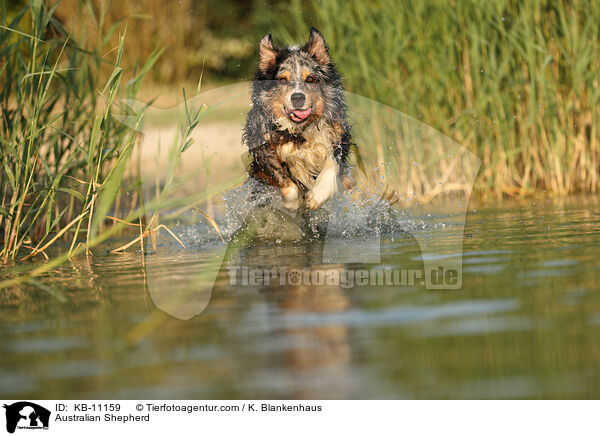 Australian Shepherd / Australian Shepherd / KB-11159