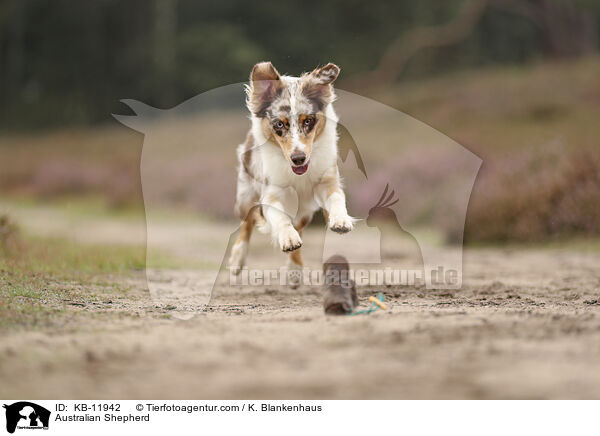 Australian Shepherd / Australian Shepherd / KB-11942