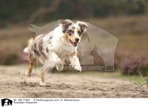 Australian Shepherd / Australian Shepherd / KB-11943