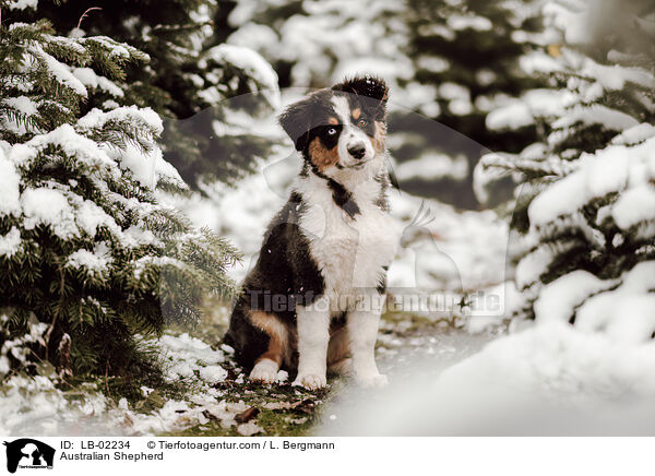 Australian Shepherd / Australian Shepherd / LB-02234