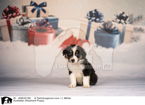 Australian Shepherd Welpe / Australian Shepherd Puppy / JAM-05199