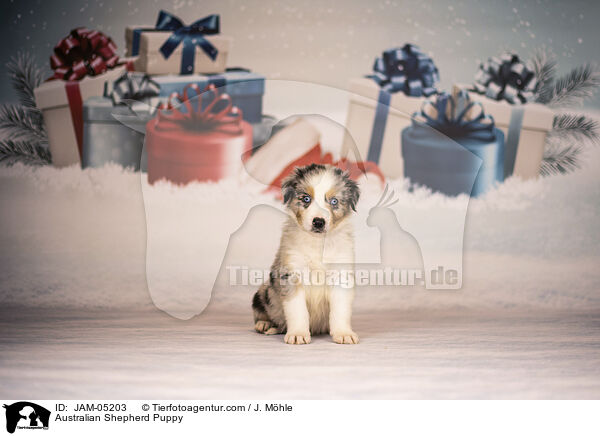 Australian Shepherd Welpe / Australian Shepherd Puppy / JAM-05203