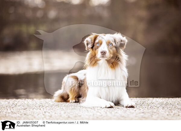 Australian Shepherd / Australian Shepherd / JAM-05307