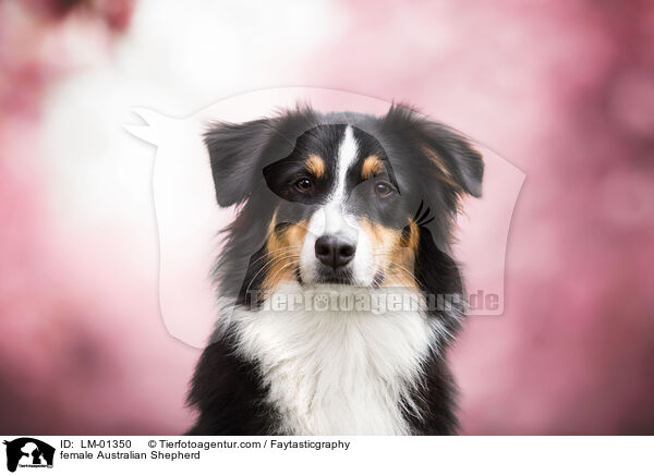 Australian Shepherd Hndin / female Australian Shepherd / LM-01350