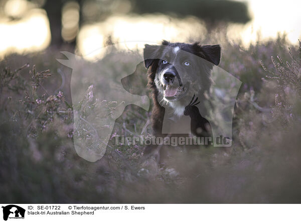 black-tri Australian Shepherd / black-tri Australian Shepherd / SE-01722