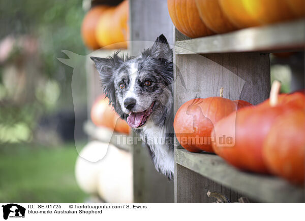 blue-merle Australian Shepherd / blue-merle Australian Shepherd / SE-01725