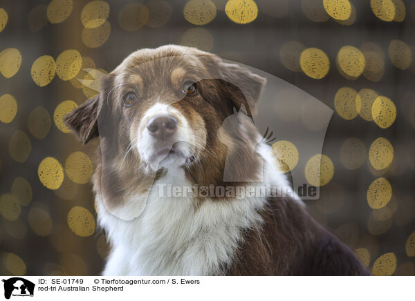 red-tri Australian Shepherd / red-tri Australian Shepherd / SE-01749