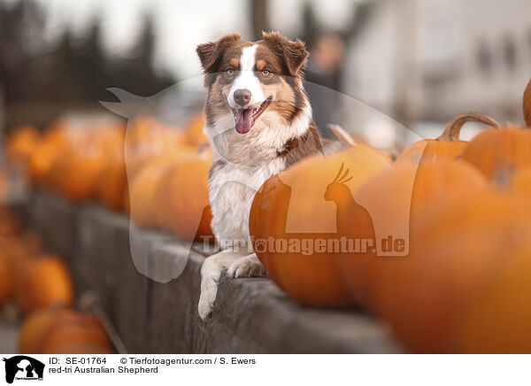 red-tri Australian Shepherd / red-tri Australian Shepherd / SE-01764