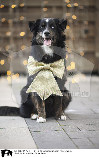 black-tri Australian Shepherd / black-tri Australian Shepherd / SE-01771