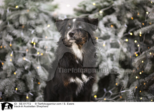 black-tri Australian Shepherd / black-tri Australian Shepherd / SE-01772