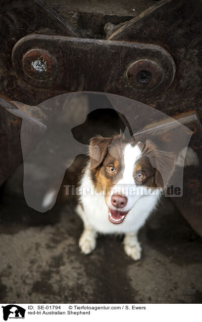 red-tri Australian Shepherd / red-tri Australian Shepherd / SE-01794