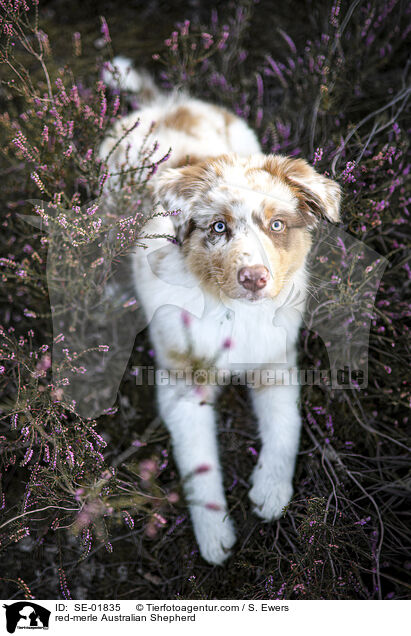 red-merle Australian Shepherd / red-merle Australian Shepherd / SE-01835