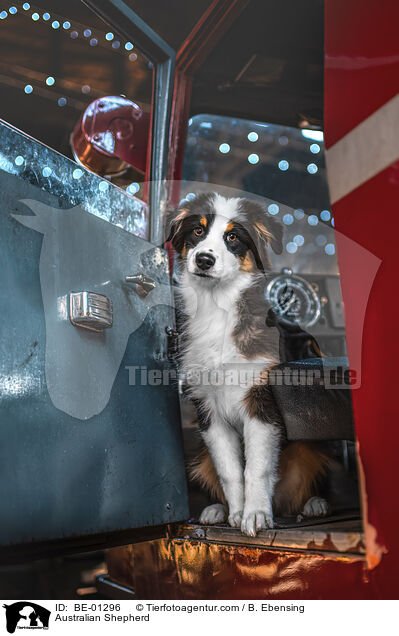 Australian Shepherd / Australian Shepherd / BE-01296