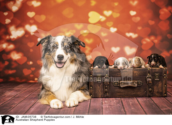 Australian Shepherd Welpen / Australian Shepherd Puppies / JAM-05738