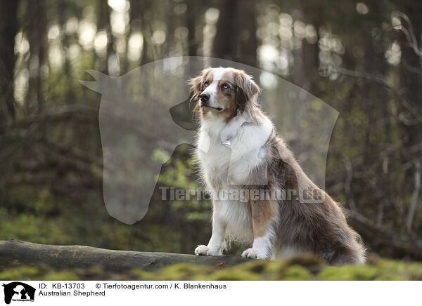 Australian Shepherd / Australian Shepherd / KB-13703