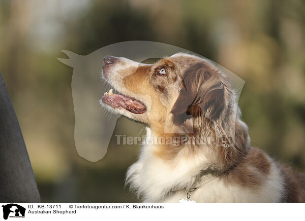 Australian Shepherd / Australian Shepherd / KB-13711