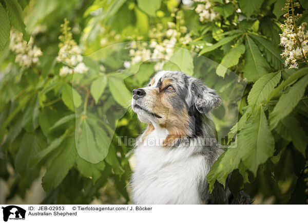 Australian Shepherd / Australian Shepherd / JEB-02953