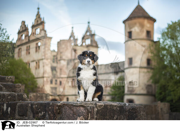 Australian Shepherd / Australian Shepherd / JEB-02967