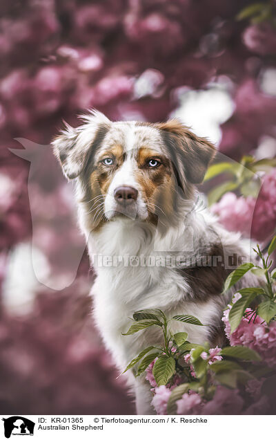 Australian Shepherd / Australian Shepherd / KR-01365