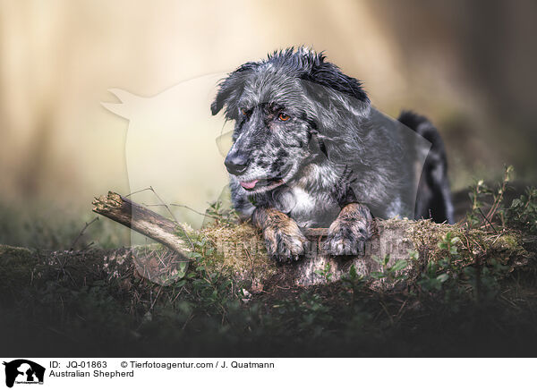 Australian Shepherd / Australian Shepherd / JQ-01863