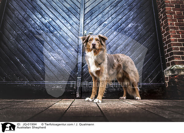 Australian Shepherd / Australian Shepherd / JQ-01994