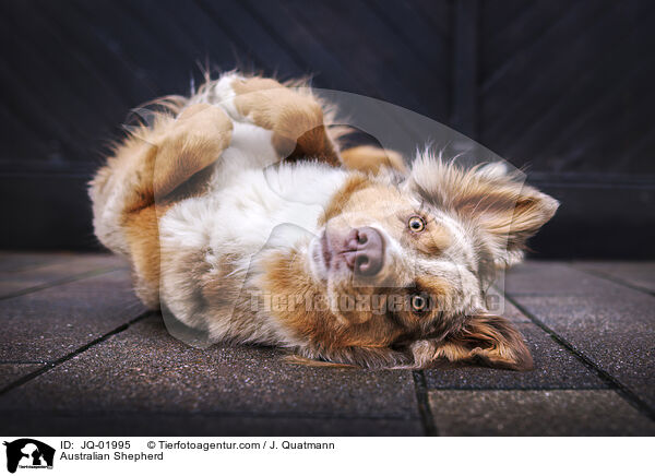 Australian Shepherd / Australian Shepherd / JQ-01995