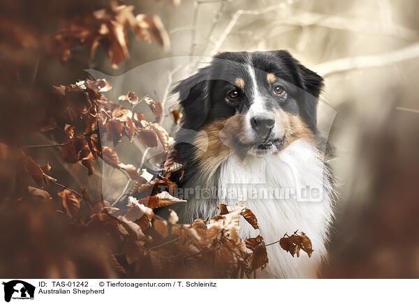 Australian Shepherd / TAS-01242