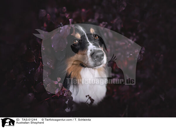 Australian Shepherd / Australian Shepherd / TAS-01244