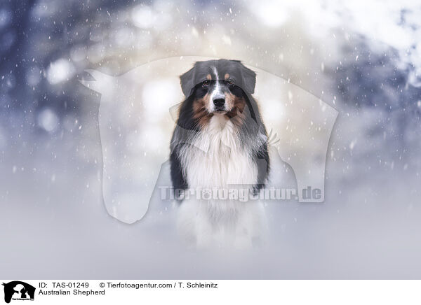 Australian Shepherd / Australian Shepherd / TAS-01249