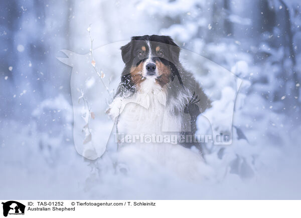 Australian Shepherd / Australian Shepherd / TAS-01252