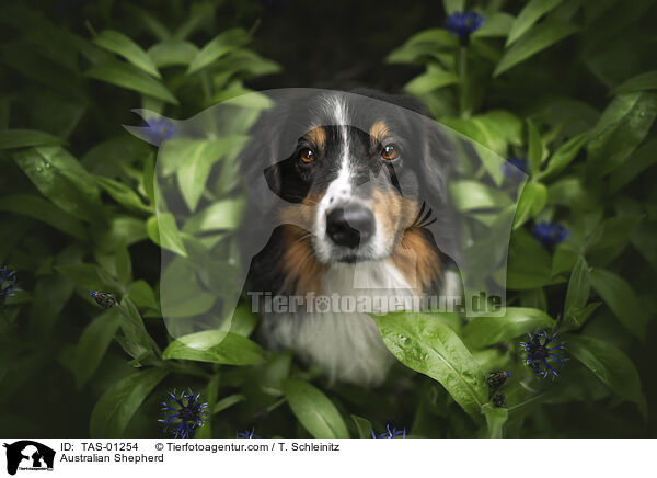 Australian Shepherd / Australian Shepherd / TAS-01254