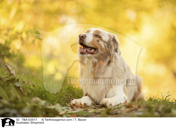 Australian Shepherd / Australian Shepherd / TBA-02917