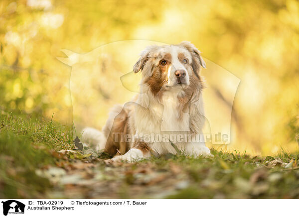 Australian Shepherd / Australian Shepherd / TBA-02919