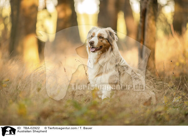 Australian Shepherd / Australian Shepherd / TBA-02922