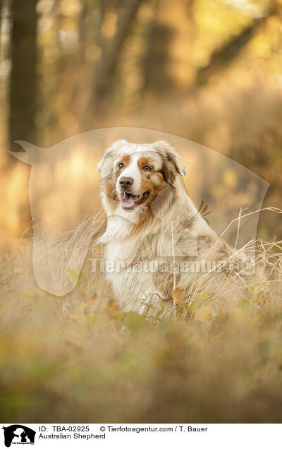 Australian Shepherd / Australian Shepherd / TBA-02925