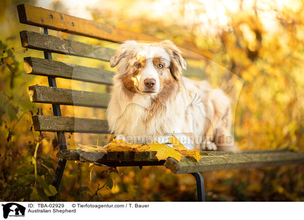 Australian Shepherd / Australian Shepherd / TBA-02929