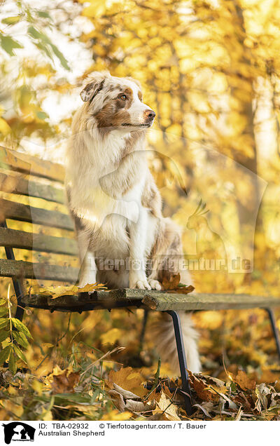 Australian Shepherd / Australian Shepherd / TBA-02932