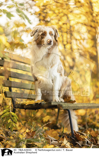 Australian Shepherd / Australian Shepherd / TBA-02933