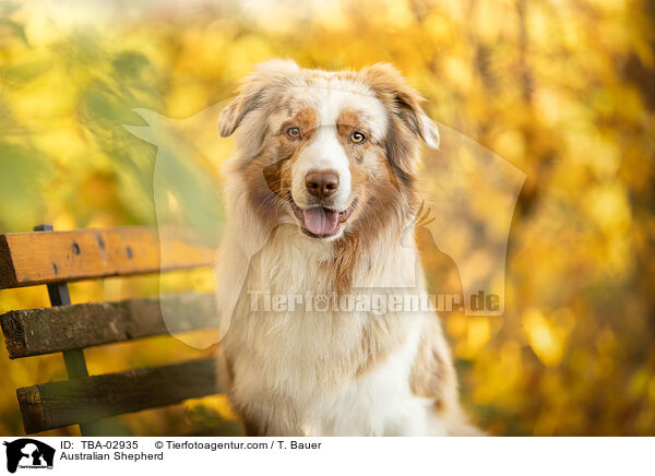 Australian Shepherd / Australian Shepherd / TBA-02935