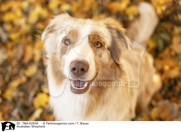 Australian Shepherd / Australian Shepherd / TBA-02936