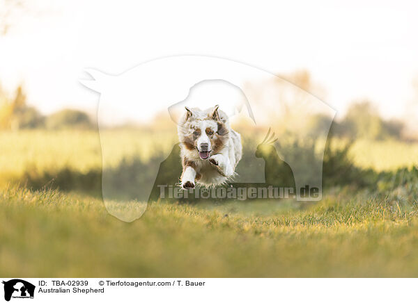 Australian Shepherd / Australian Shepherd / TBA-02939