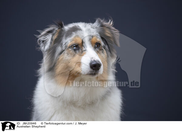 Australian Shepherd / Australian Shepherd / JM-20946