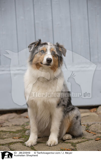 Australian Shepherd / Australian Shepherd / JM-20949