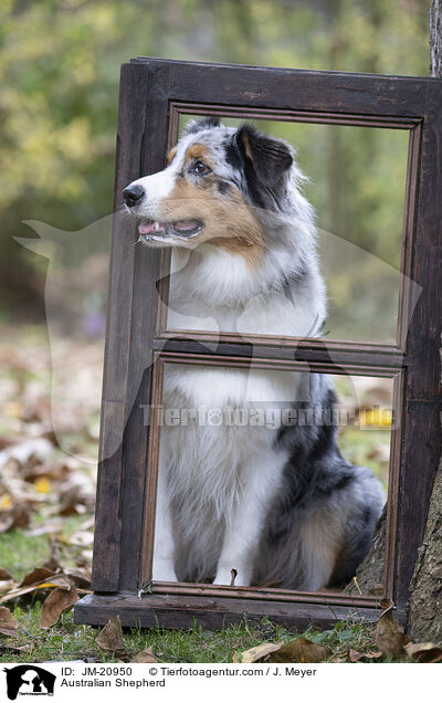 Australian Shepherd / Australian Shepherd / JM-20950