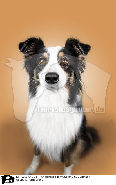 Australian Shepherd / Australian Shepherd / SAB-01084