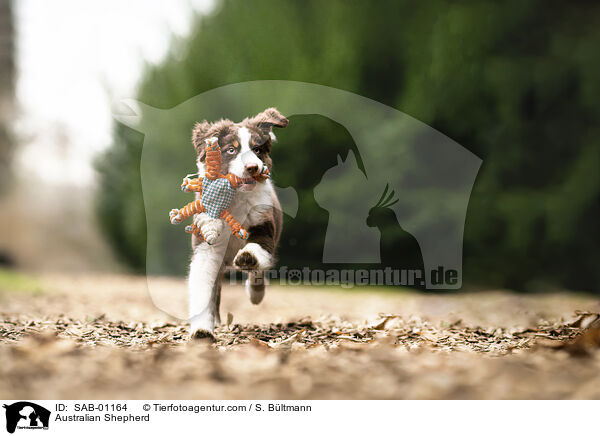 Australian Shepherd / Australian Shepherd / SAB-01164