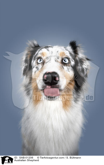 Australian Shepherd / Australian Shepherd / SAB-01206