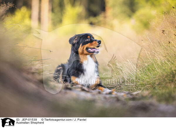 Australian Shepherd / Australian Shepherd / JEP-01539