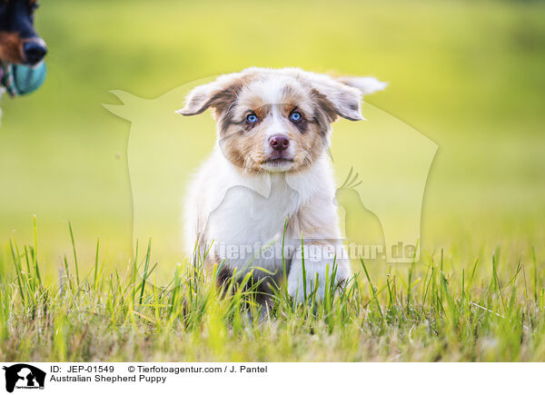 Australian Shepherd Welpe / Australian Shepherd Puppy / JEP-01549